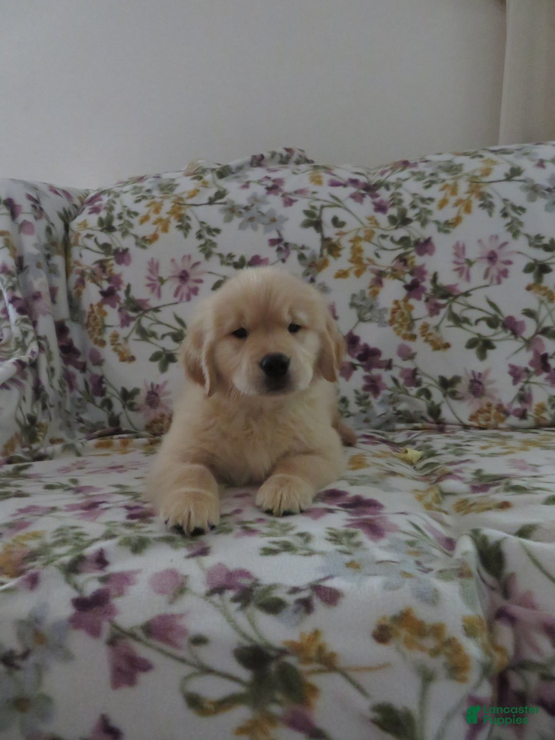 Golden Retriever dogs for sale: Hershey - Image 33