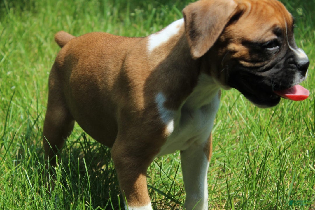 Boxer dogs for sale: Emma - Image 3