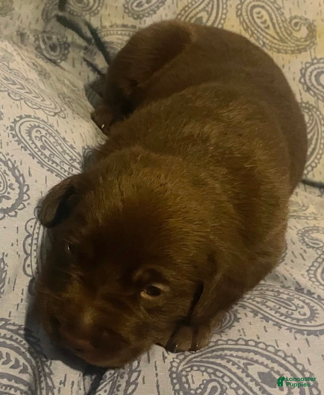 Labrador Retriever dogs for sale: Violet - Image 1