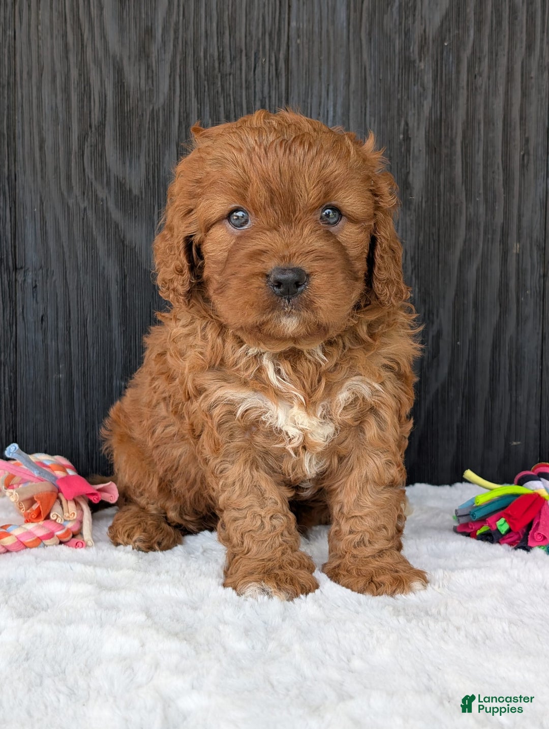 Cavapoo dogs for sale: Toby - Image 13