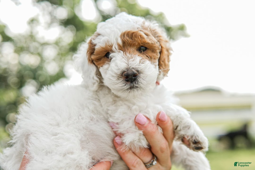 Mini Goldendoodle dogs for sale: Red Collar - Image 5