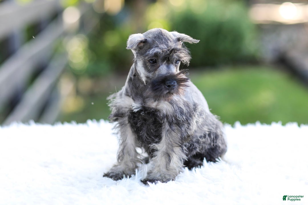 Miniature Schnauzer dogs for sale: Bingo - Image 14