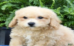 Bichpoo dogs for sale: Doogie - Image 5