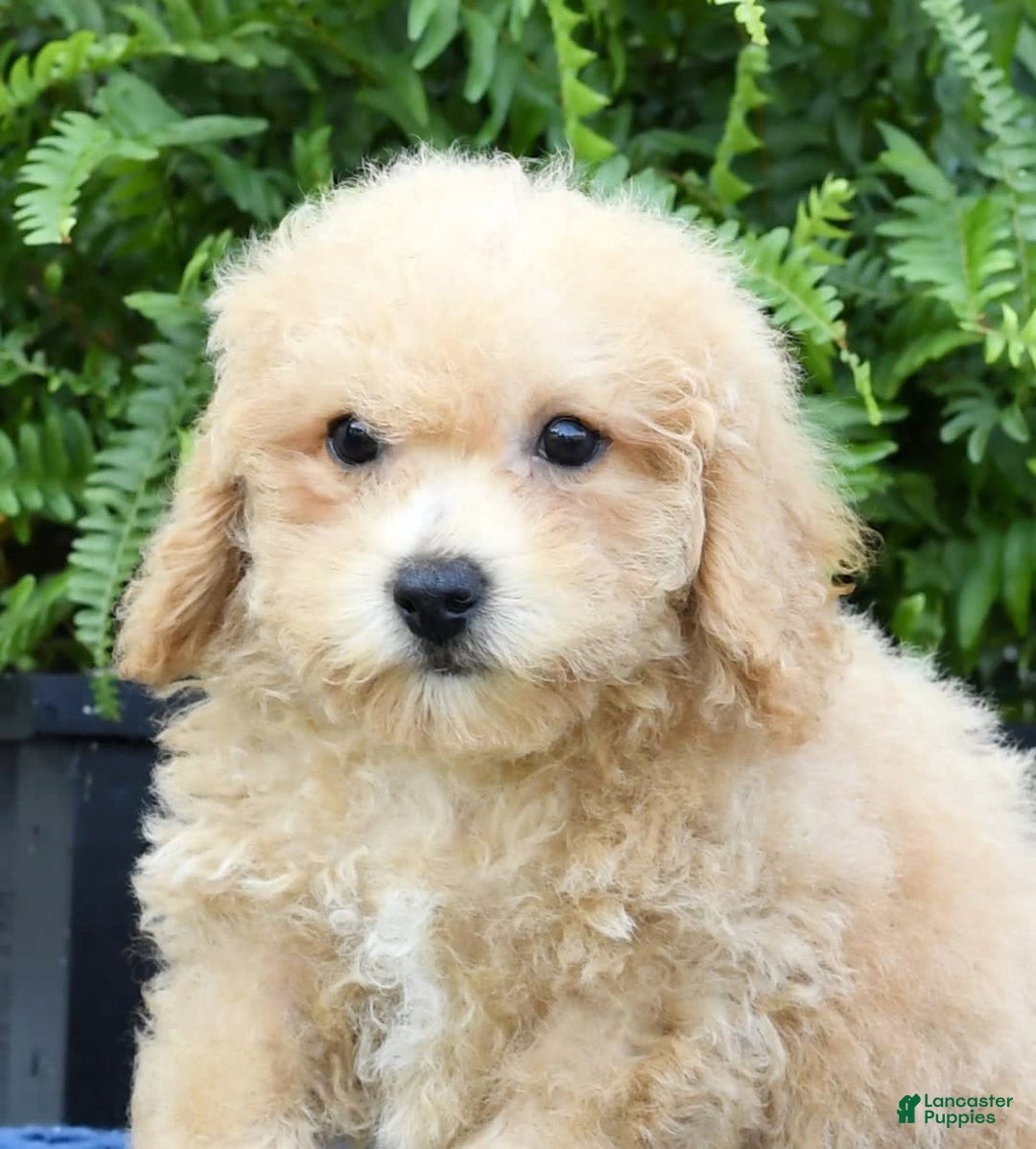 Bichpoo dogs for sale: Doogie - Image 5