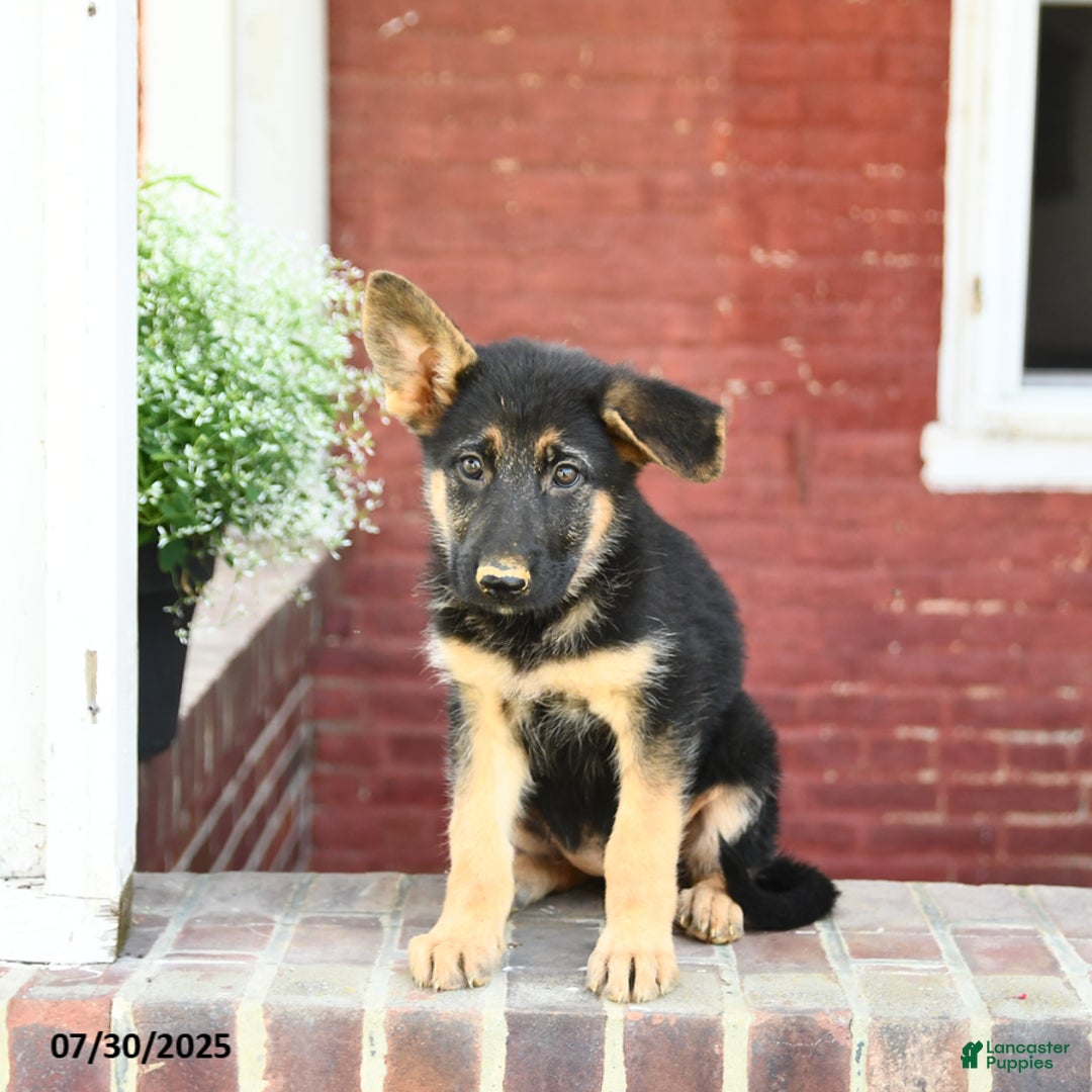 German Shepherd dogs for sale: Macy - Image 5