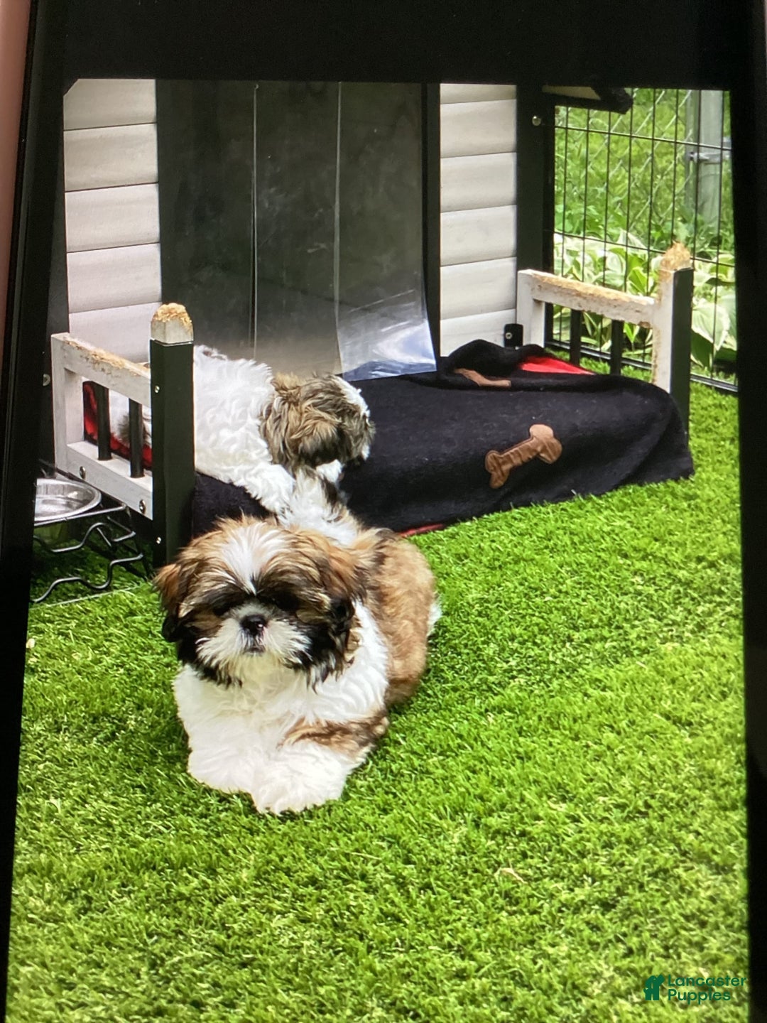 Shih Tzu dogs for sale: Gordo - Image 2