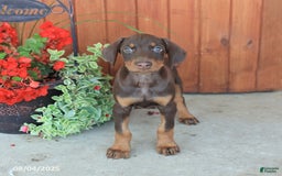 Doberman Pinscher dogs for sale: Daisy - Image 1