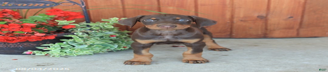 Daisy