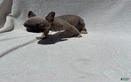 French Bulldog dogs for sale: Cassie - Image 7