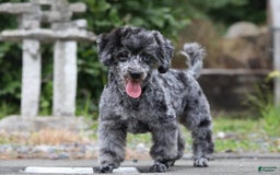 Havapoo dogs for sale: Poppy - Image 17