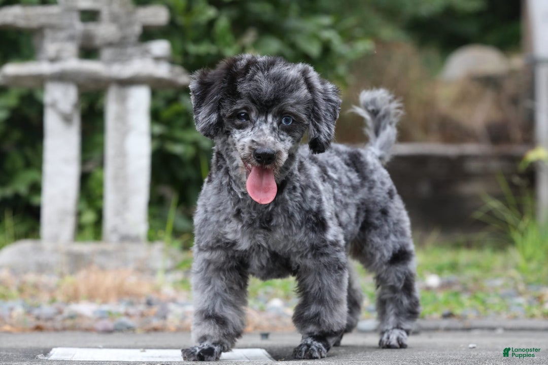 Havapoo dogs for sale: Poppy - Image 17
