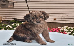 Goldador dogs for sale: Dixie - Image 2