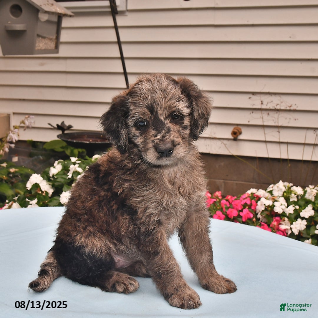 Goldador dogs for sale: Dixie - Image 2