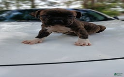 American Pit Bull Terrier dogs for sale: Guage - Image 2