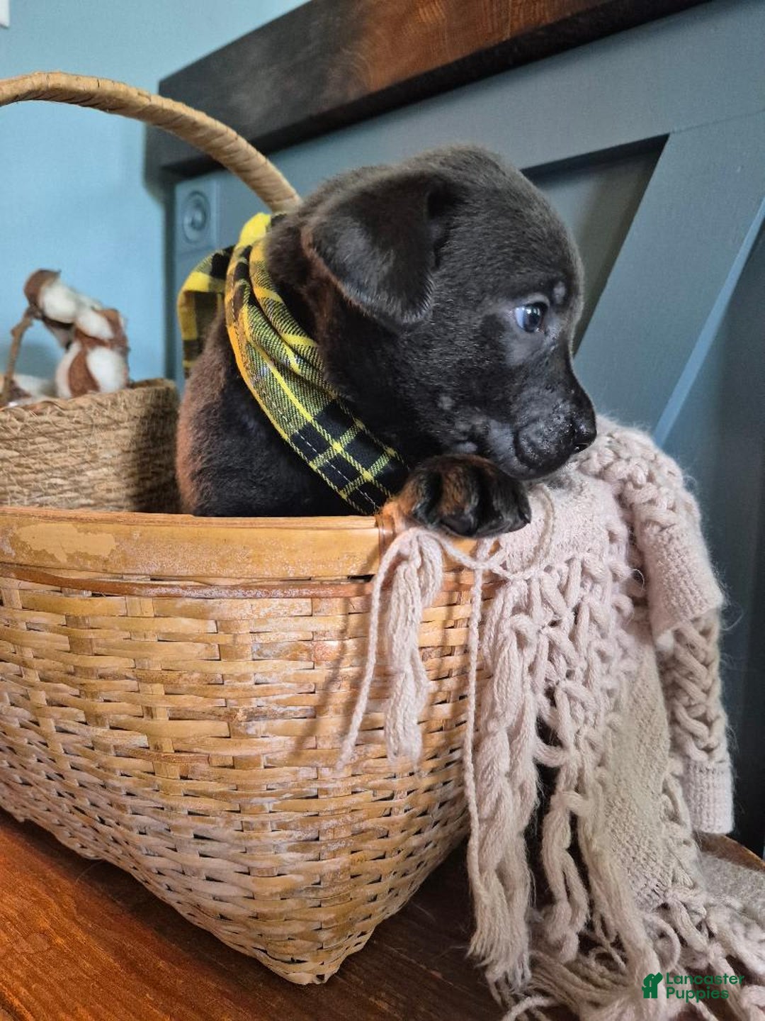Labrador Retriever dogs for sale: Oscar Martinez - Image 3