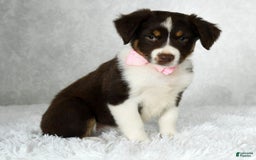 Miniature Australian Shepherd dogs for sale: Ava - Image 4