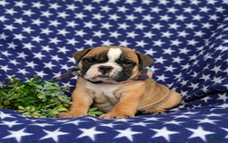 Olde English Bulldogge dogs for sale: Harley - Image 4