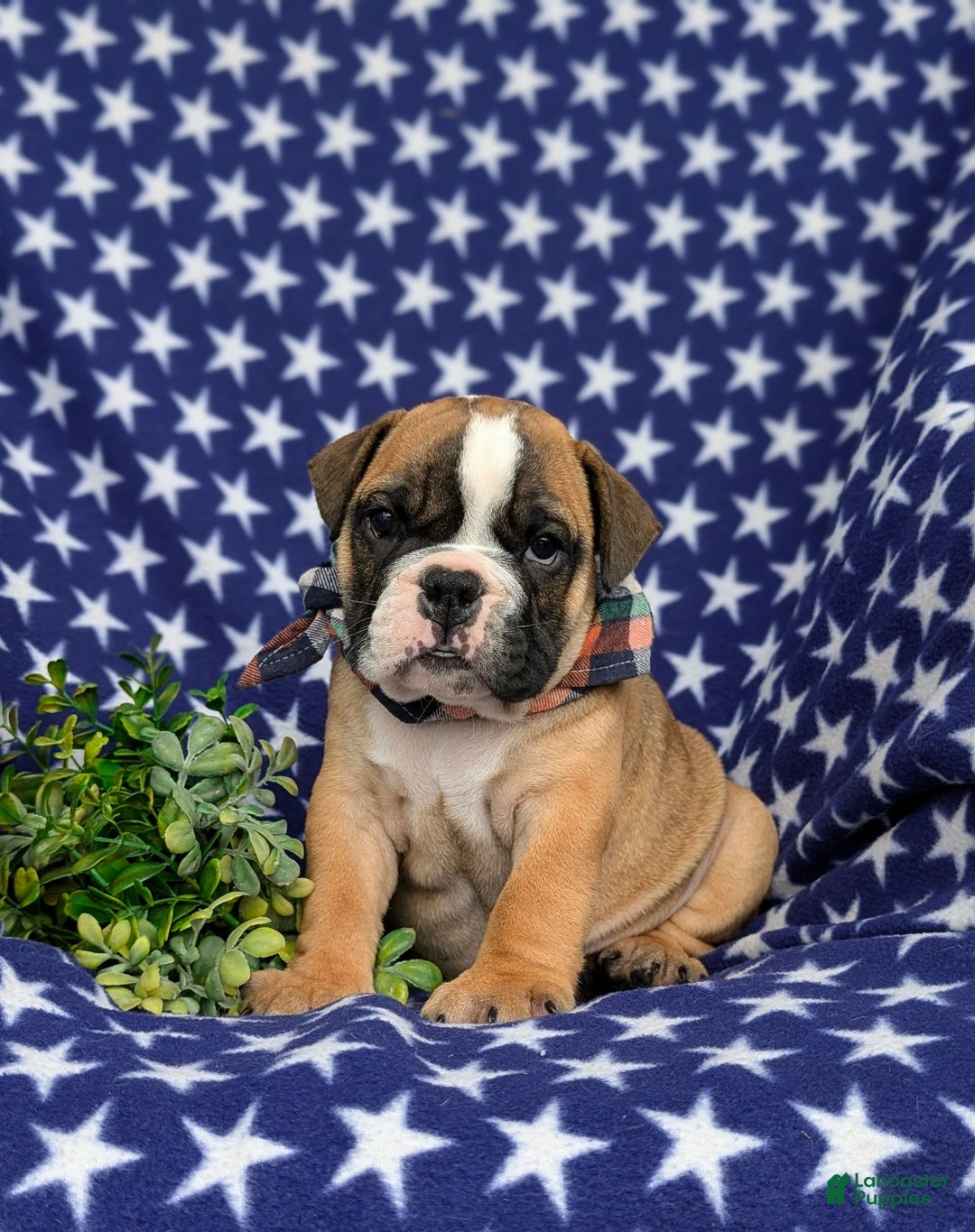Olde English Bulldogge dogs for sale: Harley - Image 4