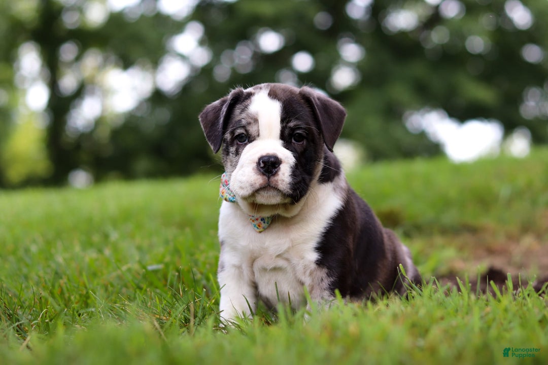 Beabull dogs for sale: Charlie - Image 3