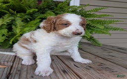 Goldendoodle dogs for sale: Willow - Image 9