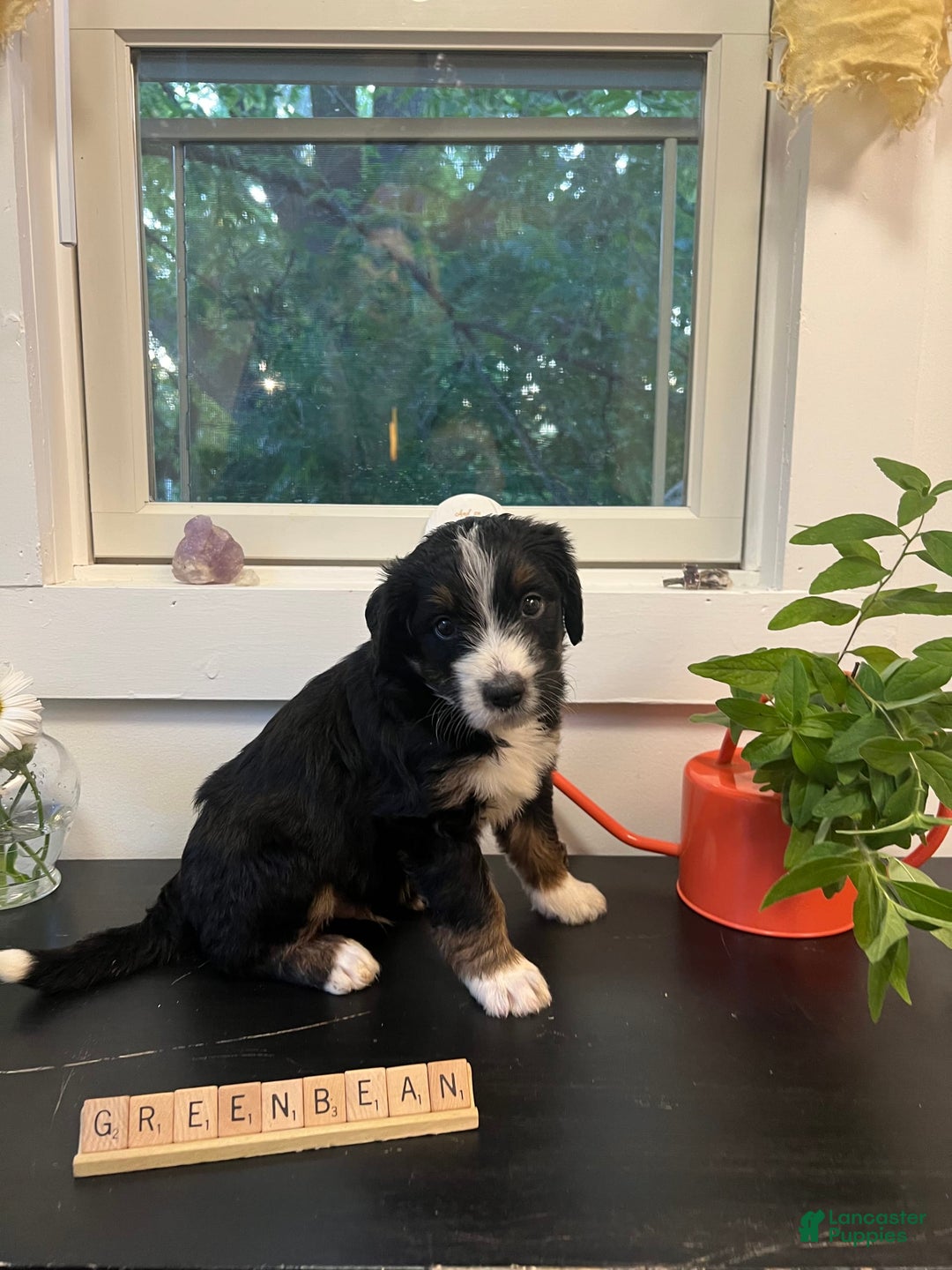 Bernedoodle dogs for sale: Greenbean - Image 3