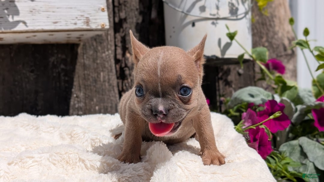 French Bulldog dogs for sale: Tessa - Image 11