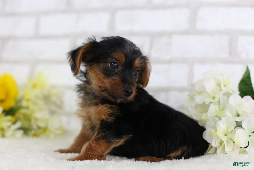 Yorkshire Terrier dogs for sale: Brody - Image 2