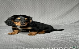 Miniature Dachshund dogs for sale: Cooper - Image 3