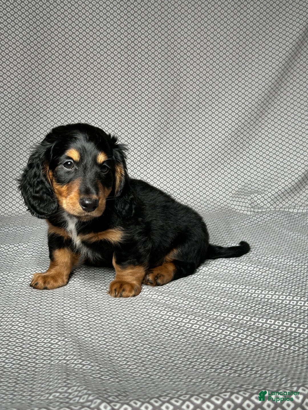 Miniature Dachshund dogs for sale: Cooper - Image 3