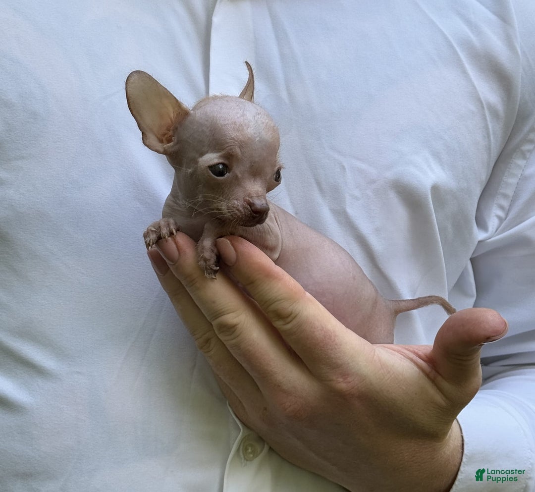 Chihuahua dogs for sale: Trumpette - Image 14