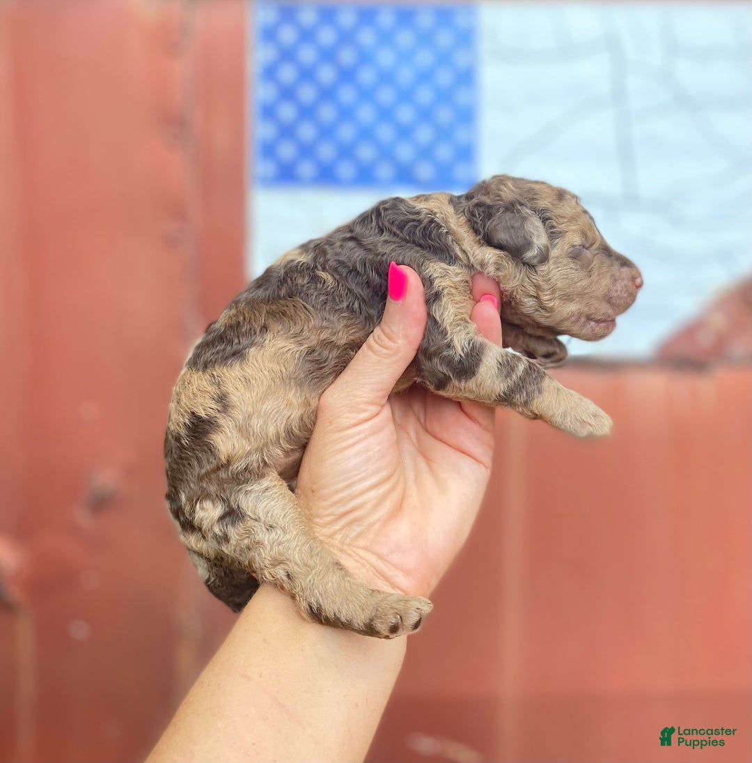 Goldendoodle dogs for sale: Goldendoodle 5 puppies - Image 19
