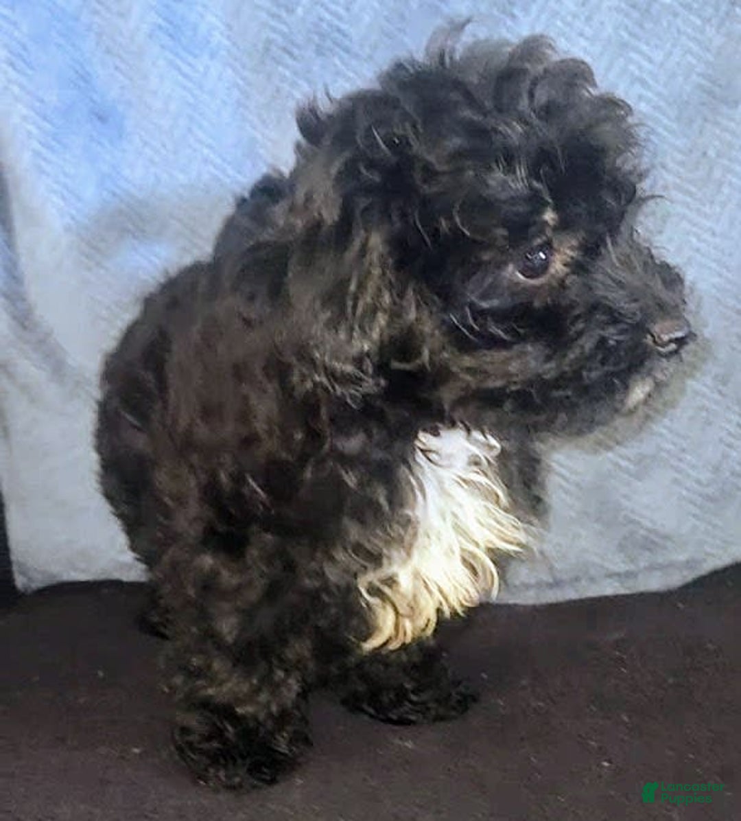 Yorkiepoo dogs for sale: Laverne - Image 7