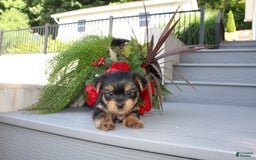 Yorkshire Terrier dogs for sale: Tiny Tim - Image 1