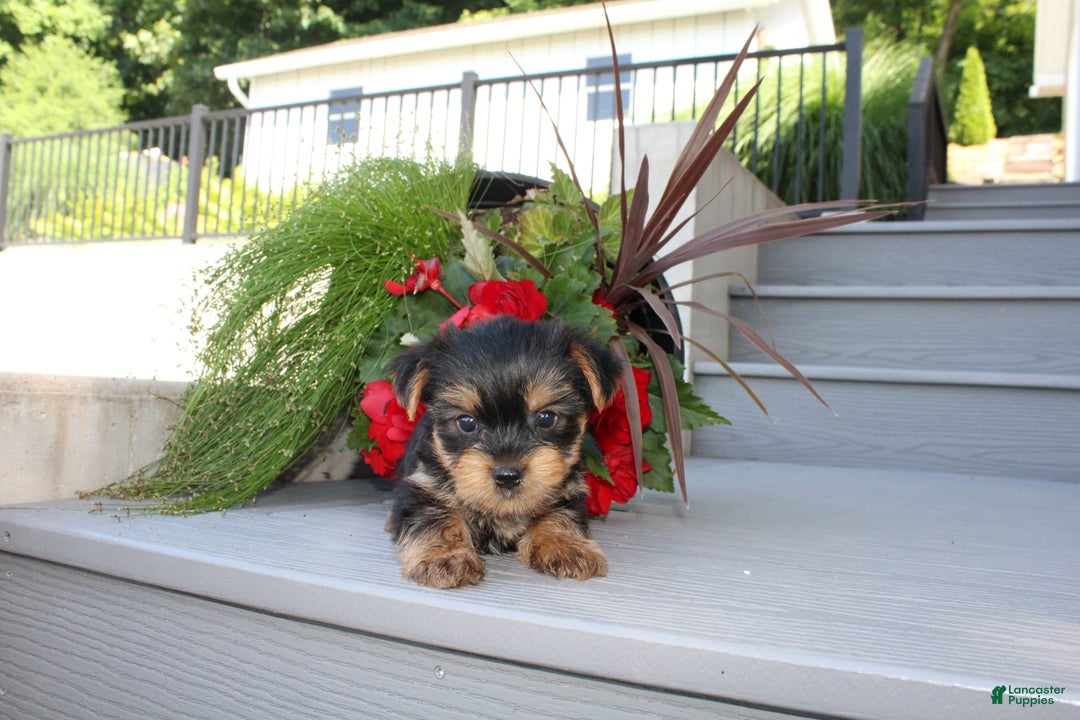 Yorkshire Terrier dogs for sale: Tiny Tim - Image 1