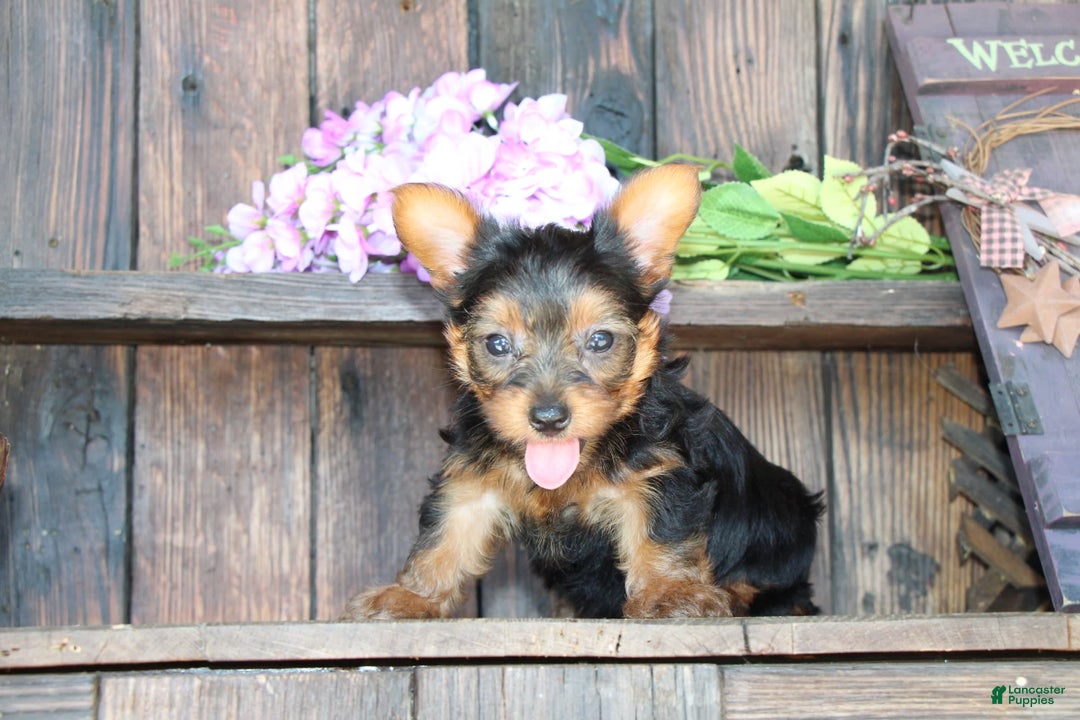 Yorkshire Terrier dogs for sale: Shayna - Image 4