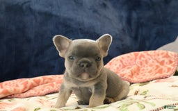 French Bulldog dogs for sale: Cosmo - Image 1