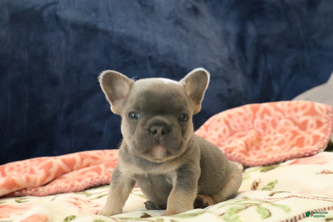 French Bulldog dogs for sale: Cosmo - Image 1
