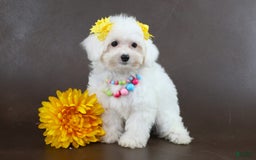 Yorkiepoo dogs for sale: Snow White - Image 2