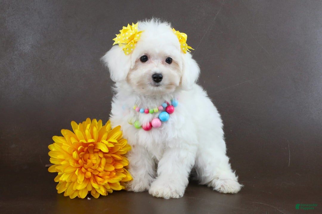 Yorkiepoo dogs for sale: Snow White - Image 2