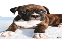 Boxer dogs for sale: Maverick - Image 6