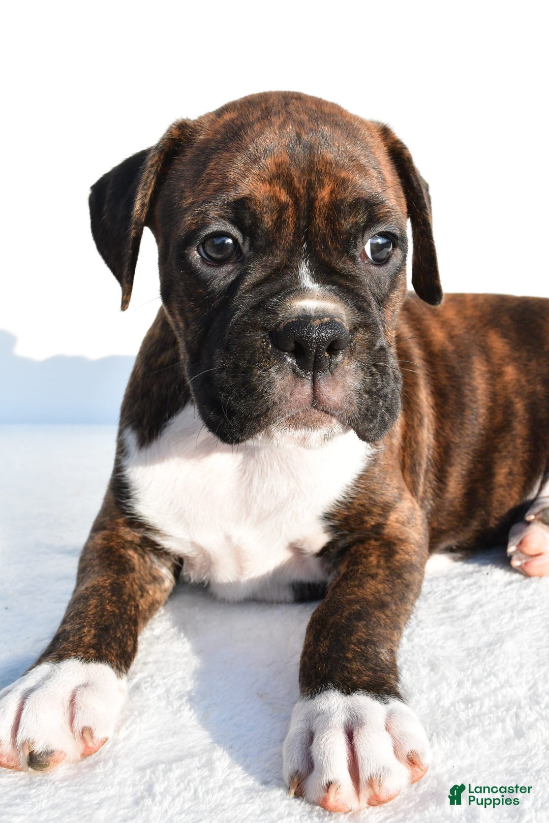 Boxer dogs for sale: Maverick - Image 6