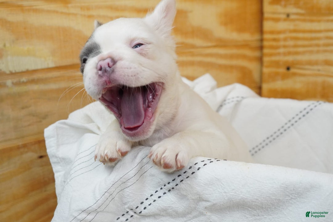 French Bulldog dogs for sale: Patch - Image 12