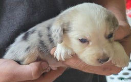 Miniature Australian Shepherd dogs for sale: Landon - Image 4