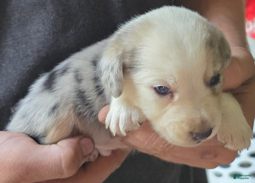 Miniature Australian Shepherd dogs for sale: Landon - Image 4