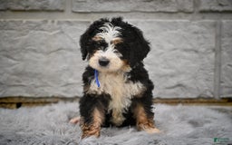 Bernedoodle dogs for sale: Rosy - Image 1