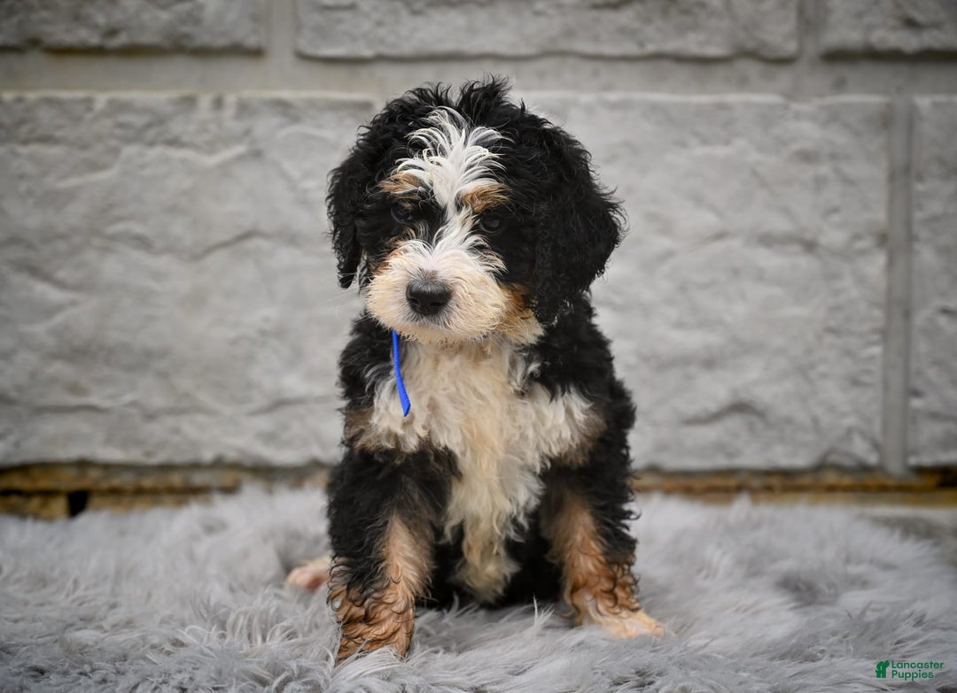 Bernedoodle dogs for sale: Rosy - Image 1