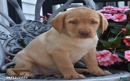 Labrador Retriever dogs for sale: Charlotte - Image 6