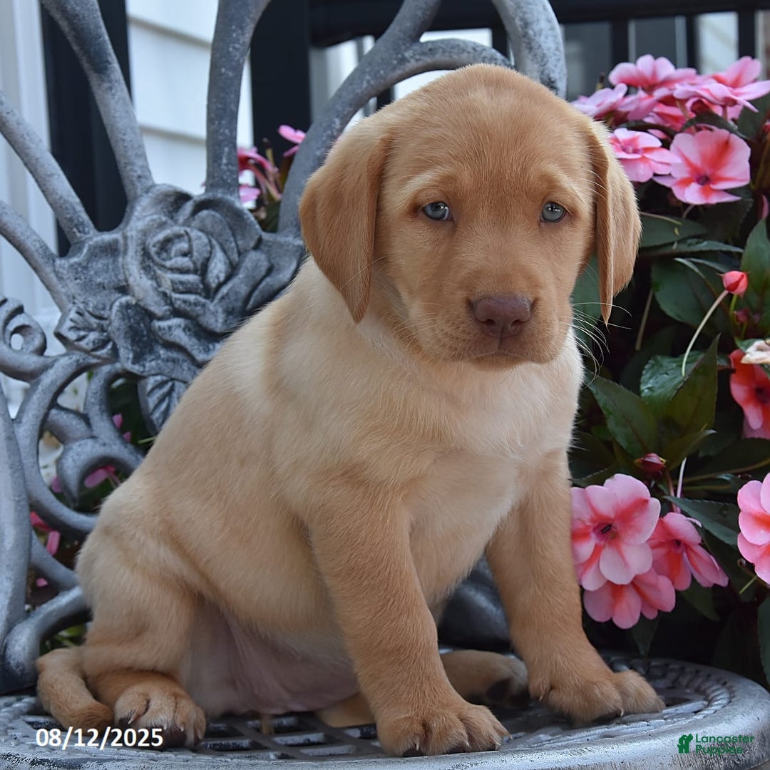 Labrador Retriever dogs for sale: Charlotte - Image 6