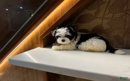 Morkie dogs for sale: Eileen - Image 1