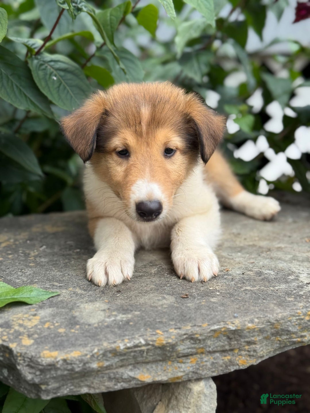 Collie dogs for sale: Aslan - Image 9